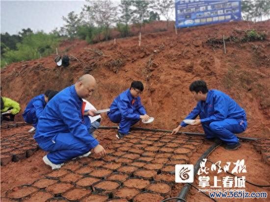 线下炒股配资网站 我国首例遨游太空的云南冬樱花种子播种